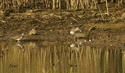MÁS MIGRACIÓN EN CANTABRIA