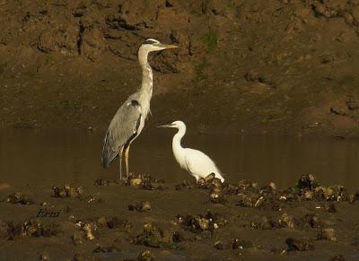 MÁS MIGRACIÓN EN CANTABRIA