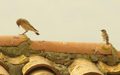 MÁS MIGRACIÓN EN CANTABRIA