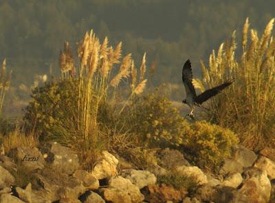 MÁS MIGRACIÓN EN CANTABRIA