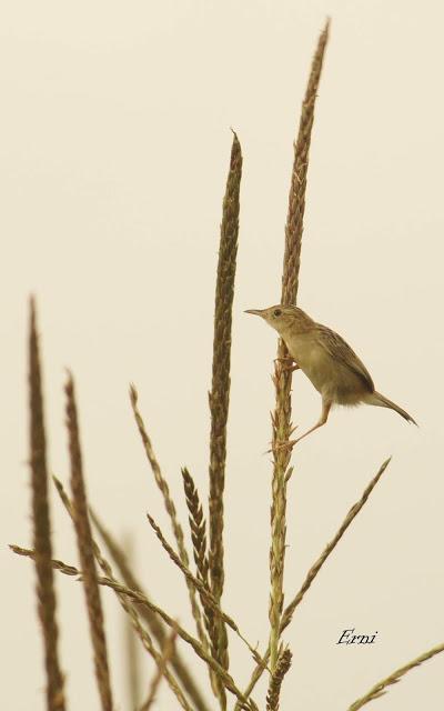 MÁS MIGRACIÓN EN CANTABRIA