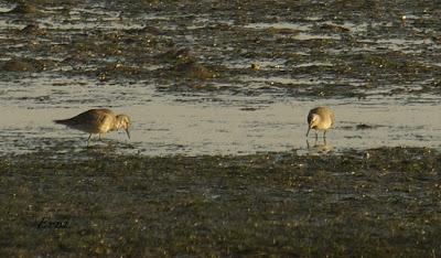 MÁS MIGRACIÓN EN CANTABRIA