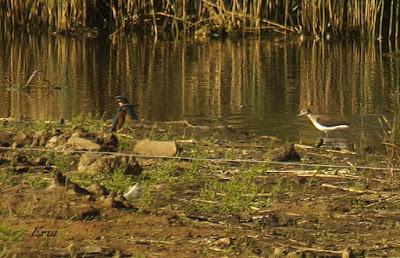 MÁS MIGRACIÓN EN CANTABRIA