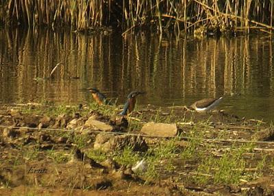 MÁS MIGRACIÓN EN CANTABRIA