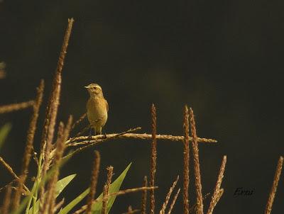 MÁS MIGRACIÓN EN CANTABRIA