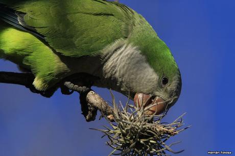 Cotorras y claveles del aire