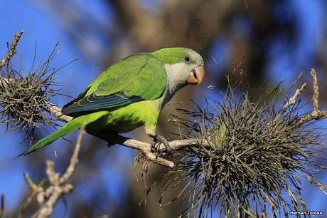 Cotorras y claveles del aire