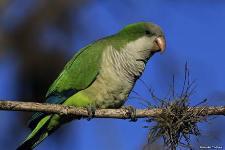 Cotorras y claveles del aire