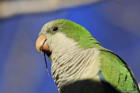 Cotorras y claveles del aire