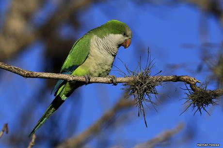 Cotorras y claveles del aire