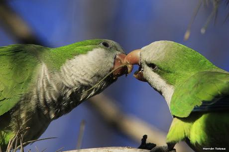 Cotorras y claveles del aire