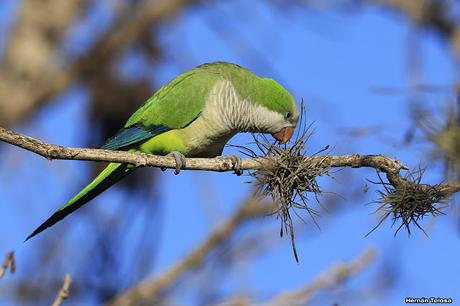 Cotorras y claveles del aire
