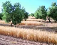 El olivar y la cerveza