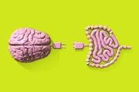 El Intestino y el Cerebro tienen una conexión Eléctrica Directa