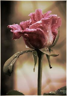 SIEMPRE... SIEMPRE...