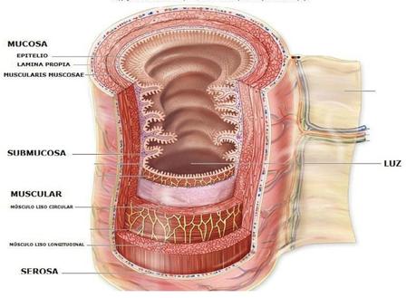 El sistema digestivo