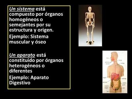 El sistema digestivo