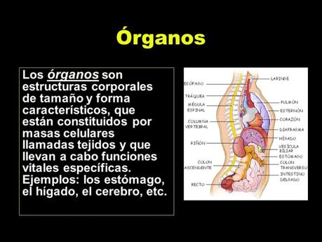 El sistema digestivo
