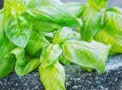 Albahaca casa, aprende cultivarla. Conoce también propiedades