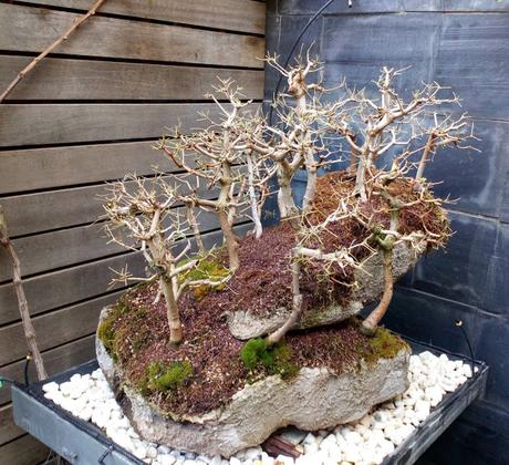 Diorama con Acers Campestres : 23 defoliando un bosque