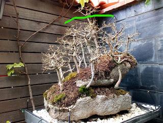 Diorama con Acers Campestres : 23 defoliando un bosque