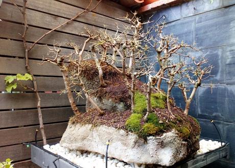 Diorama con Acers Campestres : 23 defoliando un bosque