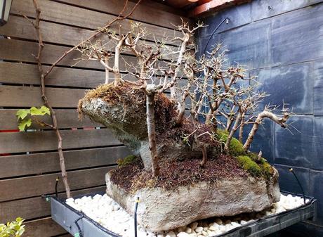 Diorama con Acers Campestres : 23 defoliando un bosque