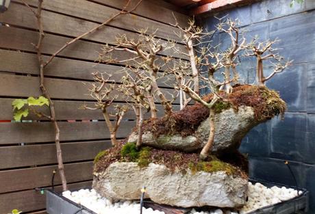 Diorama con Acers Campestres : 23 defoliando un bosque