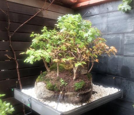 Diorama con Acers Campestres : 23 defoliando un bosque Diorama con Acers Campestres : 23 defoliando un bosque