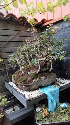 Diorama con Acers Campestres : 23 defoliando un bosque Diorama con Acers Campestres : 23 defoliando un bosque