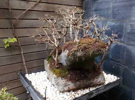 Diorama con Acers Campestres : 23 defoliando un bosque Diorama con Acers Campestres : 23 defoliando un bosque