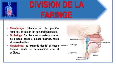 FUNCIONES DEL SISTEMA DIGESTIVO