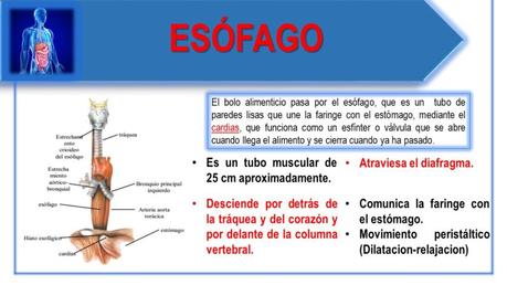 FUNCIONES DEL SISTEMA DIGESTIVO