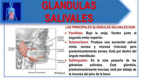 FUNCIONES DEL SISTEMA DIGESTIVO