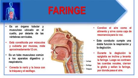 FUNCIONES DEL SISTEMA DIGESTIVO