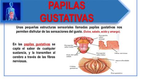 FUNCIONES DEL SISTEMA DIGESTIVO