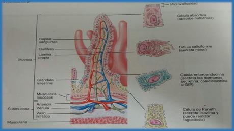 FUNCIONES DEL SISTEMA DIGESTIVO