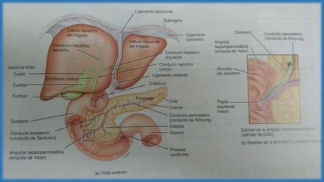 FUNCIONES DEL SISTEMA DIGESTIVO