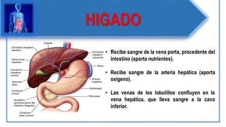 FUNCIONES DEL SISTEMA DIGESTIVO