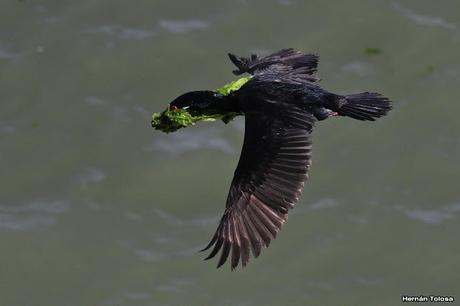 Cormorán cuello negro (Phalacrocorax magellanicus)