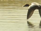 ¿nos abandona eider santoña?