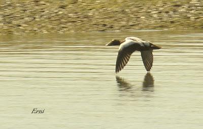 ¿NOS ABANDONA EL EIDER DE SANTOÑA?