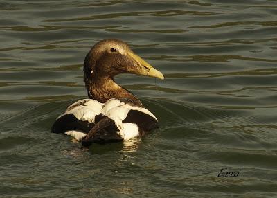¿NOS ABANDONA EL EIDER DE SANTOÑA?