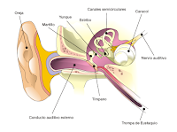 Descubren nuevas neuronas relacionadas con la Audición