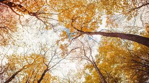 Otoño: adiós verano