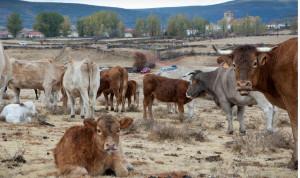 Feria de ganado en Cantalojas