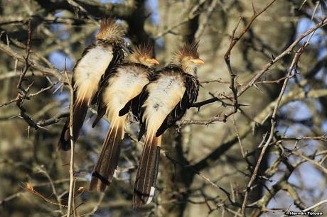 Aves enramadas de invierno