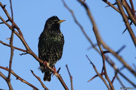 Aves enramadas de invierno