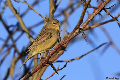 Aves enramadas de invierno