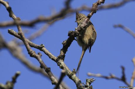 Aves enramadas de invierno